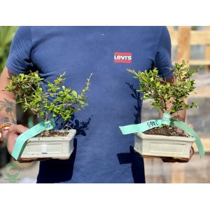 Dráč thunbergov (Berberis thunbergii) - výška 20+ cm, BONSAJ MISA